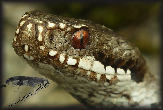 vretenica severná Vipera berus