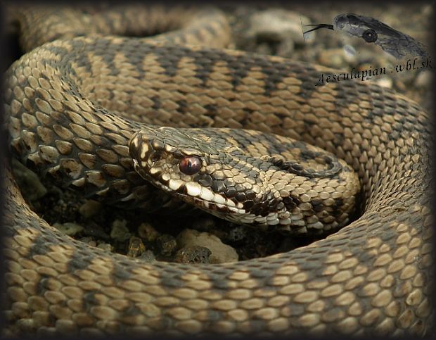 vretenica severná Vipera berus