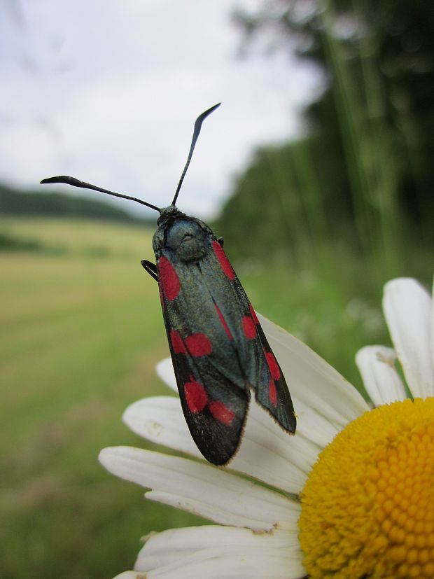 vretienka obyčajná Zygaena filipendulae