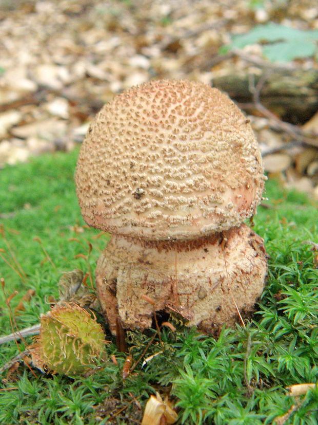 muchotrávka červenkastá Amanita rubescens Pers.