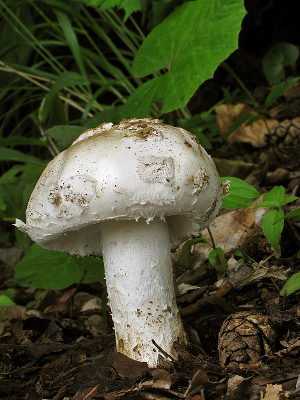 muchotrávka šiškovitá Amanita strobiliformis Gonn. & Rabenh.