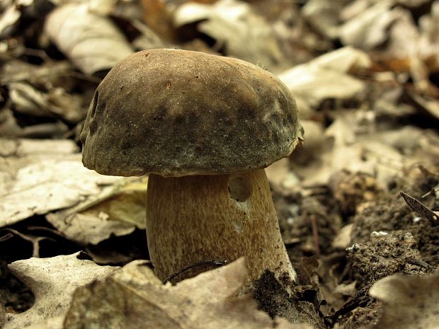 hríb bronzový Boletus aereus Bull. ex Fr.