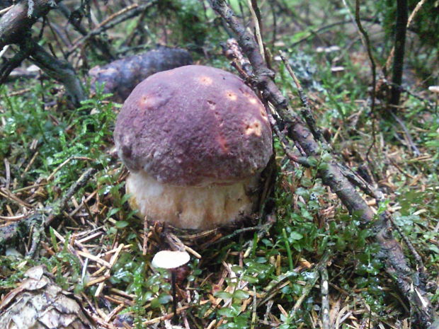 hríb sosnový Boletus pinophilus Pil. et Dermek in Pil.