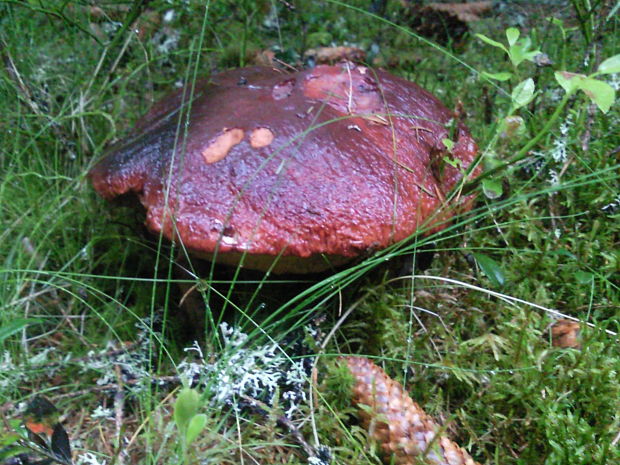 hríb sosnový Boletus pinophilus Pil. et Dermek in Pil.