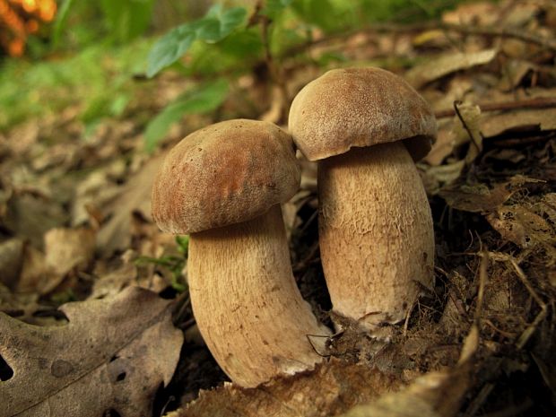 hríb dubový Boletus reticulatus Schaeff.