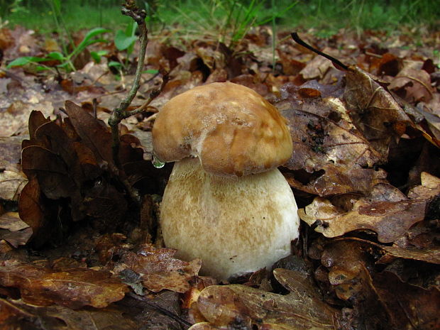 hríb dubový Boletus reticulatus Schaeff.