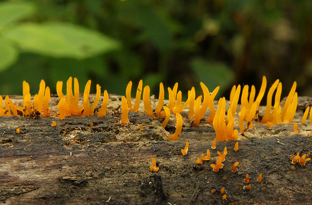 parôžkovec malý Calocera cornea (Fr.) Loud.