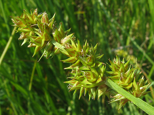 ostrica zblížená Carex spicata Huds.