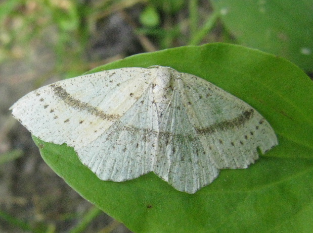 piadica dubová Cyclophora punctaria