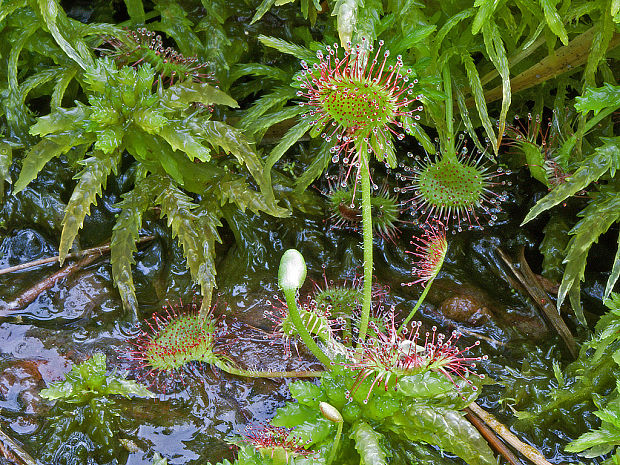 rosička okrúhlolistá Drosera rotundifolia L.