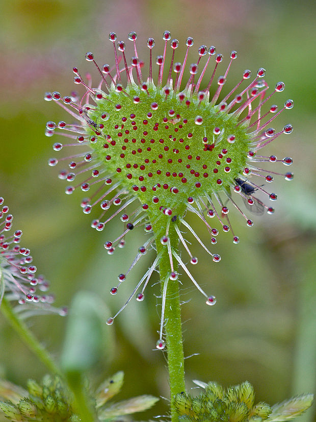 rosička okrúhlolistá Drosera rotundifolia L.