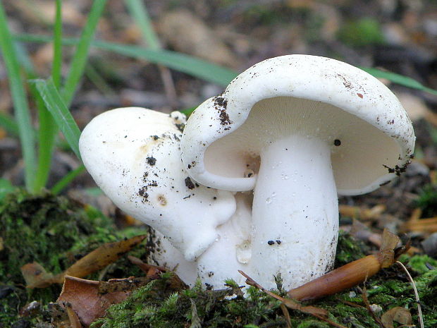 rýdzik korenistý Lactarius piperatus (L.) Pers.