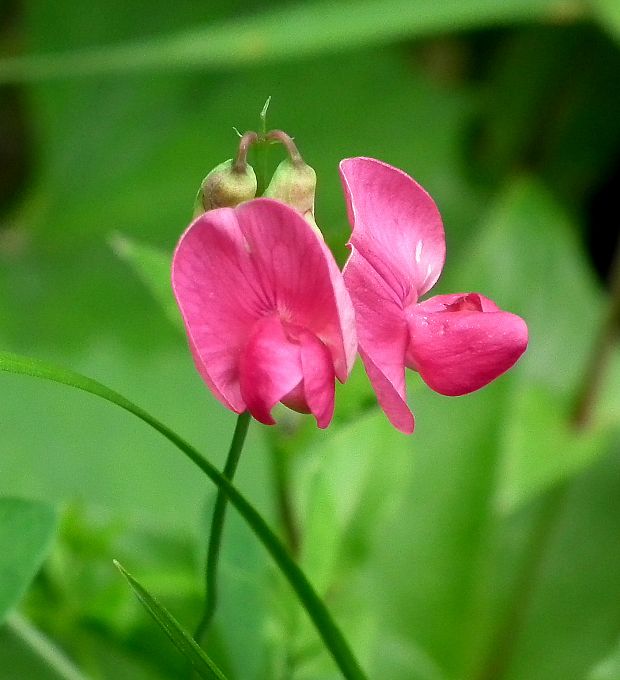 hrachor hľuznatý Lathyrus tuberosus L.