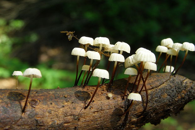 tanečnica golieriková Marasmius rotula (Scop.) Fr.