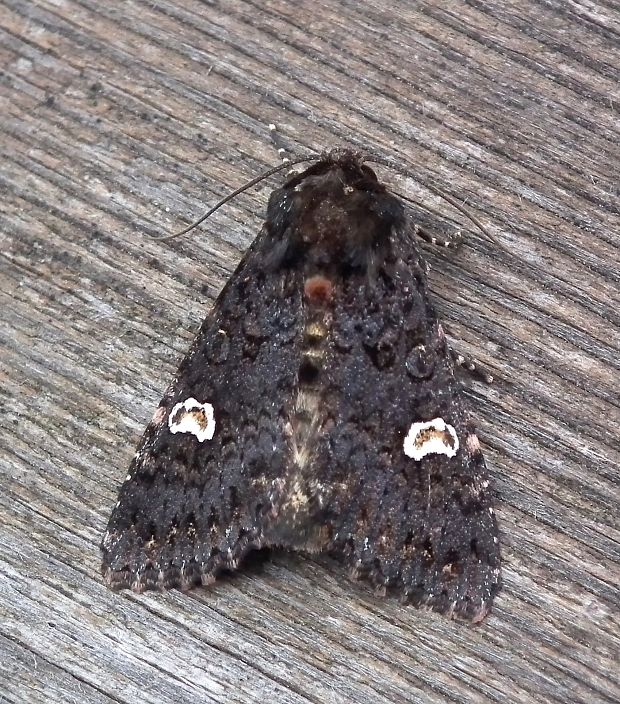 mora čierna  Melanchra persicariae