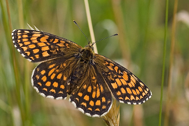 hnedáčik skorocelový Melitaea athalia