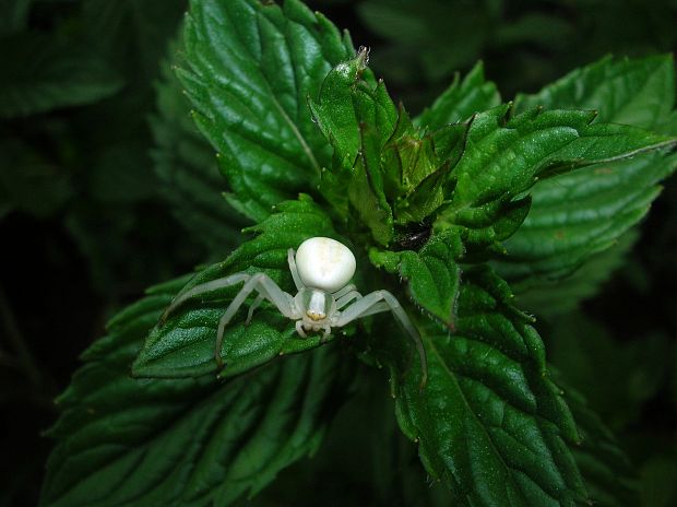 kvetárik dvojtvarý   Misumena vatia