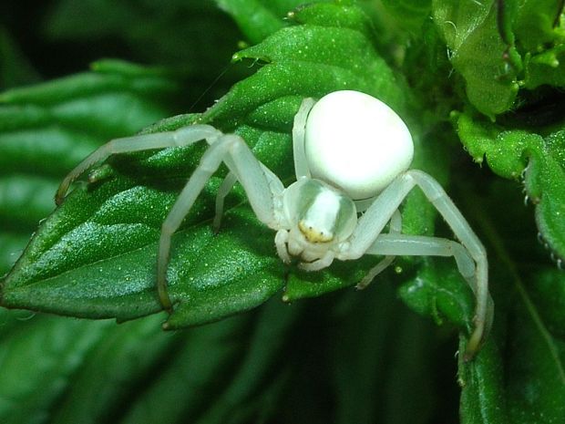 kvetárik dvojtvarý   Misumena vatia