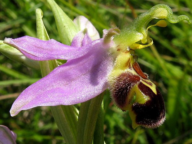 hmyzovník včelovitý Ophrys apifera Huds.