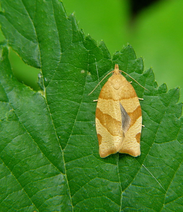 obalovač Pandemis cinnamomeana