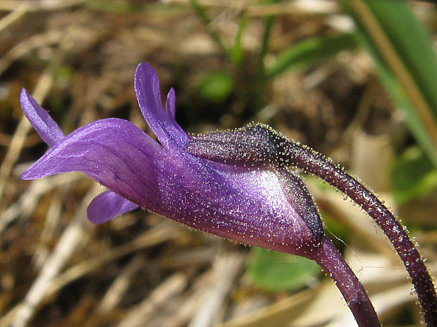 tučnica obyčajná Pinguicula vulgaris L.