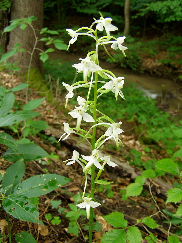 vemenník dvojlistý Platanthera bifolia subsp. latiflora (Drejer) Løjtnant