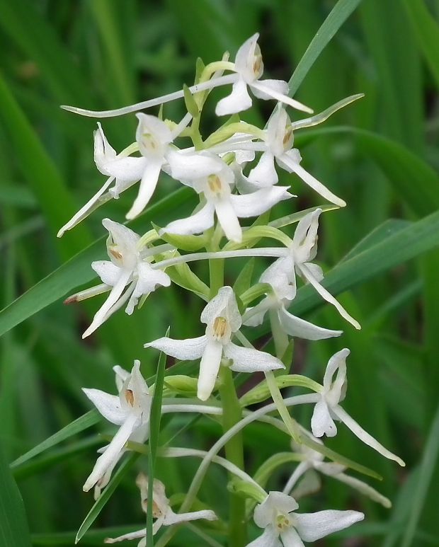 vemenník dvojlistý Platanthera bifolia (L.) Rich.