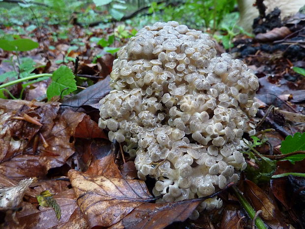 trúdnik klobúčkatý Polyporus umbellatus (Pers.) Fr.