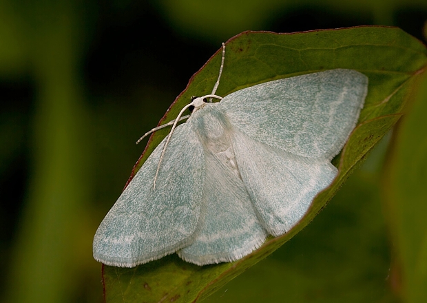 piadivka prútnatcová Pseudoterpna pruinata