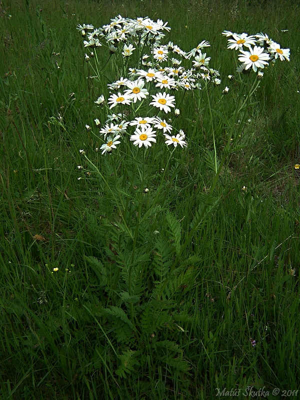 rimbaba karpatská Pyrethrum clusii Fisch. ex Rchb.