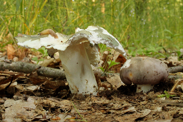 plávka modrastá Russula cyanoxantha (Schaeff.) Fr.