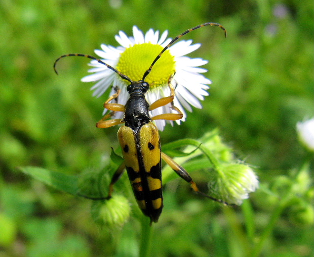 fuzáč škvrnitý Rutpela maculata