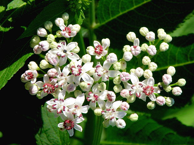 baza chabzdová Sambucus ebulus L.