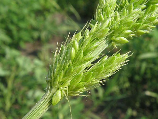 mohár praslenatý Setaria verticillata (L.) P. Beauv.