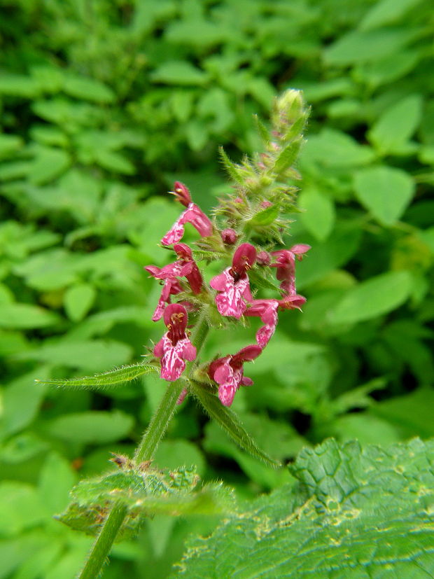 čistec lesný Stachys sylvatica L