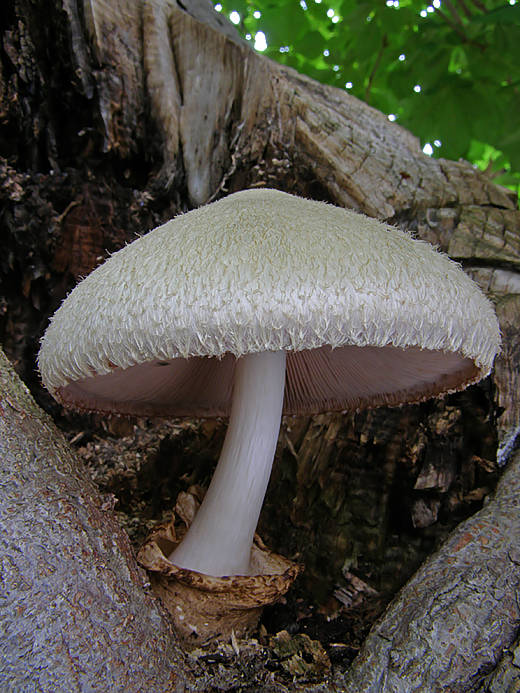 pošvovec stromový Volvariella bombycina (Schaeff.) Singer