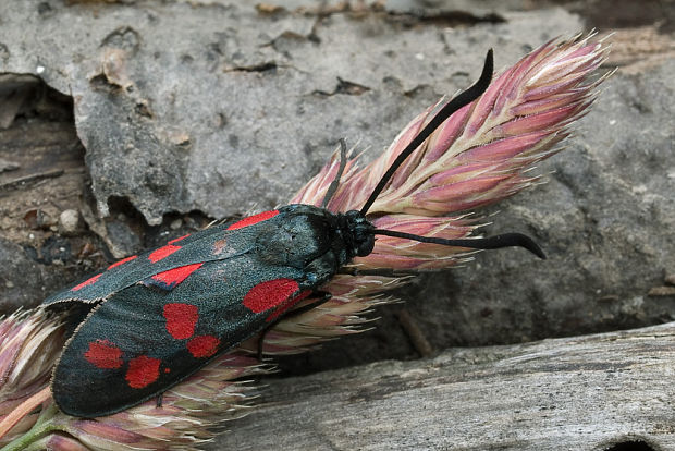 vretienka obyčajná Zygaena filipendulae