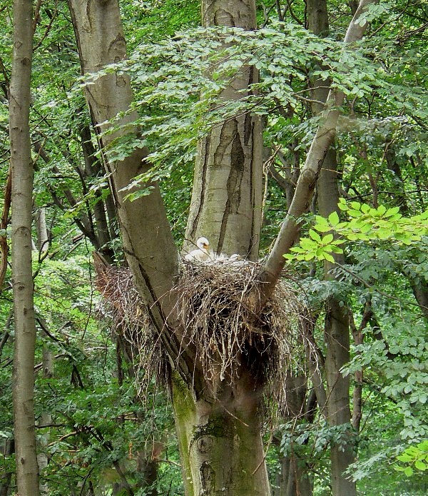 bocian čierny - foto 2