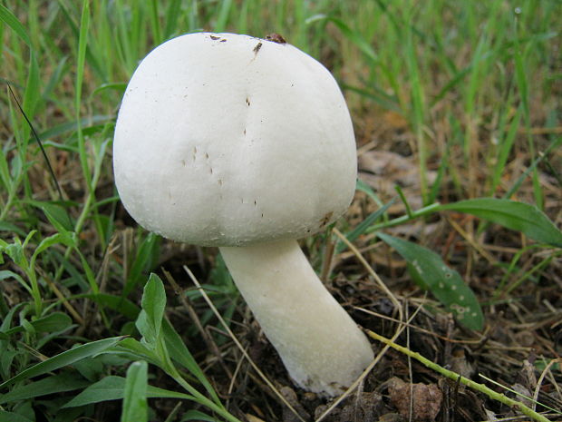 pečiarka poľná Agaricus campestris L.