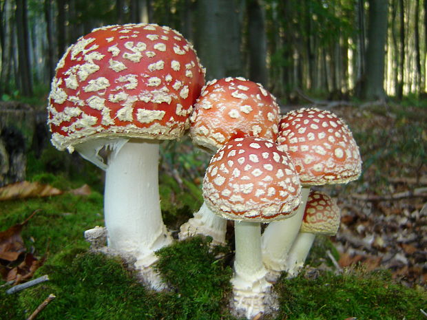 muchotrávka červená Amanita muscaria (L.) Lam.