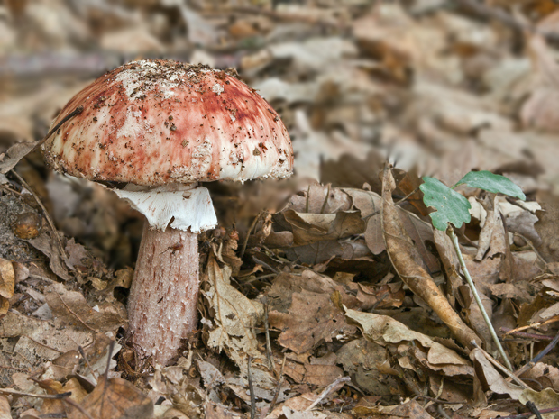 muchotrávka červenkastá Amanita rubescens Pers.