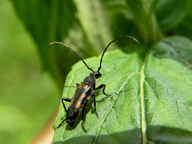 fúzač Anoplodera sexguttata