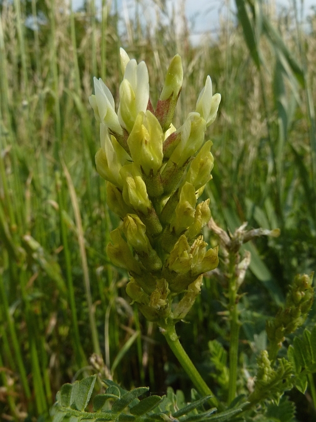 kozinec cícerovitý Astragalus cicer L.