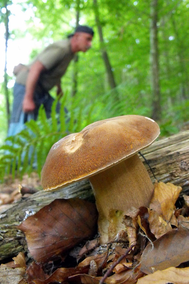 hríb dubový Boletus reticulatus Schaeff.