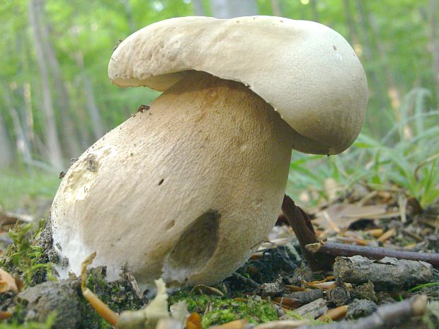 hríb dubový Boletus reticulatus Schaeff.