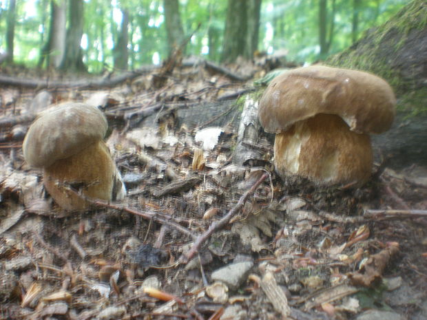 hríb dubový Boletus reticulatus Schaeff.