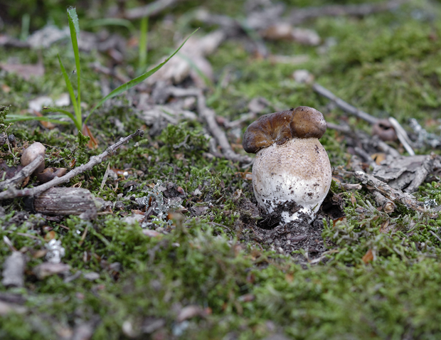 hríb dubový Boletus reticulatus Schaeff.