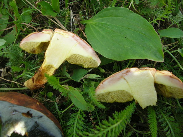 suchohríb plstnatý? Boletus subtomentosus L.