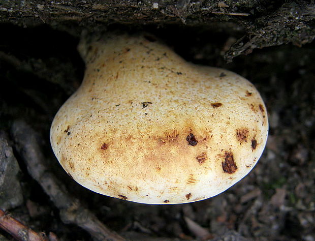 brezovník dubový Buglossoporus quercinus (Schrad.) Kotl. & Pouzar