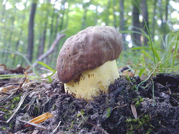 hríb príveskatý Butyriboletus appendiculatus (Schaeff. ex Fr.) Secr.